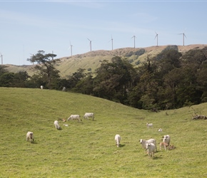 Cows and turbines