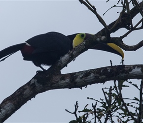 Roadside Toucan