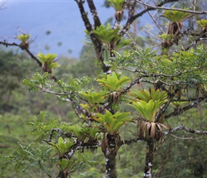 Epiphytes