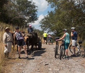 Karen, Ian and Kate meet an oxen cart