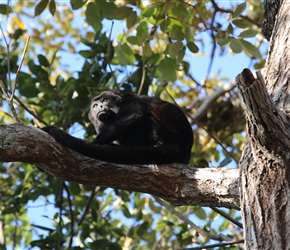 Howler Monkey