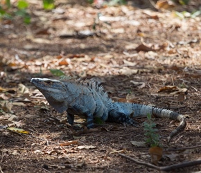 Iguana