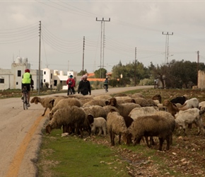 We took the back roads passing many goat herds along the way