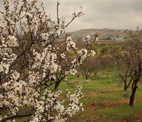 Almond blossom