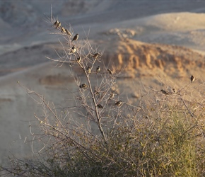 Sparrows flock in evening light