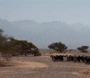 Goat herd