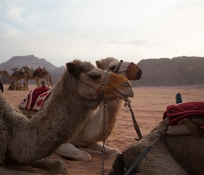 Camels waiting for the sunset