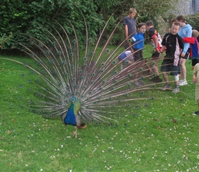 Peacock at Banwell castle