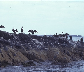 Cormorants