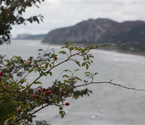 Rose Hips from the cyclepath. There is a dedicated cyclepath that criss crosses the busy A55 that runs the North Coast. Well constructed it provides lovely views