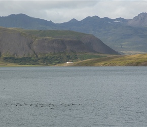 Birdlife on Kolgrafarfjördur