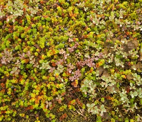 Looking at the views, you need to look down. Beneath our feet were billberries 