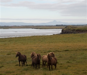 Icelandic ponies