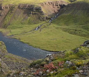 Flowers at Porufoss waterfall