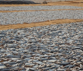 Our first stop was the fish market in Negombo. Here fish are laid out to dry and salted