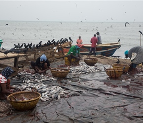 Freshly caught, these were being gutted and processed on lengths of polythene on the shore