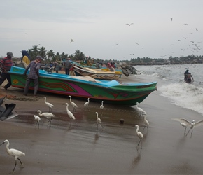 The gutting of fish attracted quite a few egrets