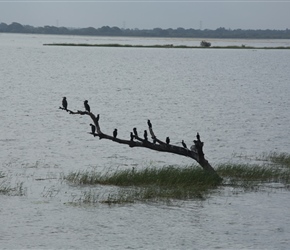 Just to the left of the route where the railway runs, if you climb the bank is Giant's Tank where the Cormorants roost