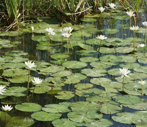 Water Lillies