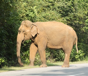 Only 5km later a bull elephant was happily grazing the verge. We sat for 20 minutes hoping that he would move on. A very kind driver saw us and used his car as a shield so that we could progress