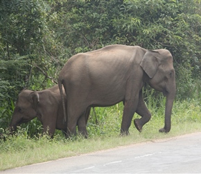 A mother and baby cross the A11. We sat back and left them to it