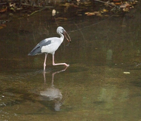 Stork in the canal