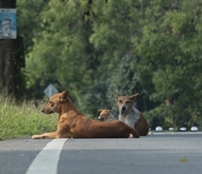 Dgs are everywhere in Sri Lanka. Almost always brown and littering the highways. It's the drivers job to avoid them. Most are placid, just a few are up for the chase