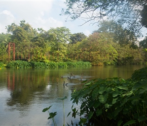 Bridge across the pretty waterway (Elahera Minneriya Yoda Ela) which we followed for some way today