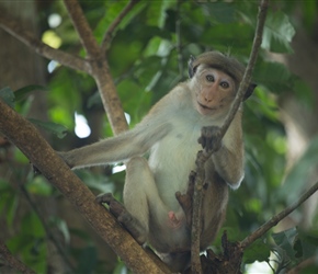 He looks cute but these Toque macaques lived in the trees around the accomodation. They were an early alarm call as they bounced of the roof