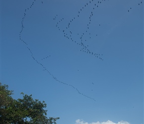 Squadren of Cormorants. An amazing sight. There were maybe 7 of these groups flying up the river at 400 metre intervals