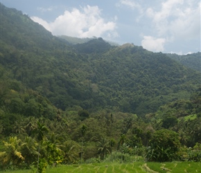 Paddy fields. This was the view to the left