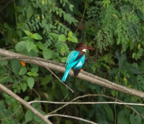 A White fronted Kingfisher roosts on a branch over the canal. These are usually seen as a flash of blue through the air