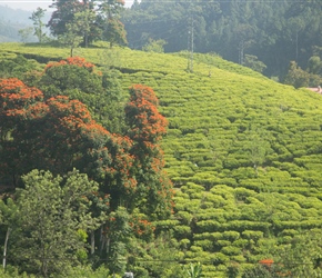 An orange flowered tree offsets the green of a tea plantation as we left Ella