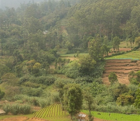 Agriculture near Sri Purwarama Viharaya