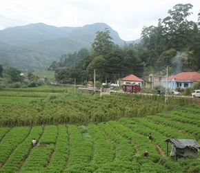 Agriculture near Boralanda