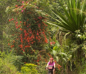 Heading left from the B353, some of us took the scenic but very hilly minor road to Diyatalawa. Here Linda passes one of the enormous Bougainvillea plants growing wild in the hedgerow