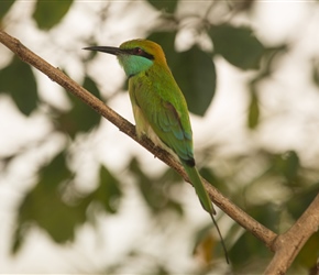 Green Bee Eater