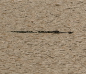 A crocodile lurks in the pool. The 2 water buffalo out of shot were quite safe