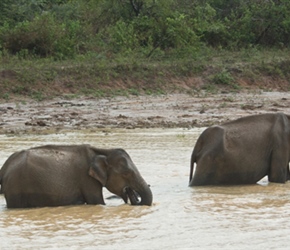 Our second sighting of elephants were taking a late afternoon bath. If you look closely the one on the left has a 10 day old youngster swimming