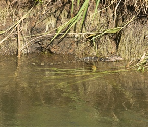 Is it a snake? Nope it's another water monster