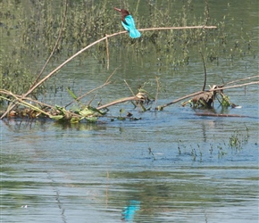 White throated kingfisher