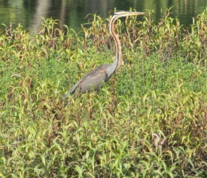 Purple heron