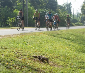 A moniter scuttles away as the peloton passes in Udawalawe