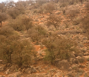 Olive trees after Bounnamane