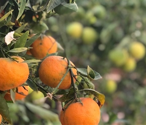 Tangarines growing at the Riad (Lynne)