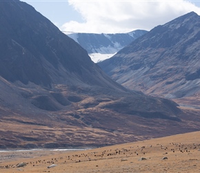 Across the goat herd another glacier