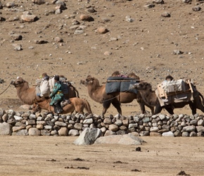 Loaded camels. These were in reality a tourist trasport for a tour company taking people on horses, but they added to the atmosphere