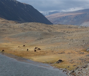 Along a windy track, I happened to look right and down for there were a herd of camels