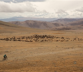 I had to wait for this view. Sharon gives perspective to a herd of goats, snowy mountains and stunning colours