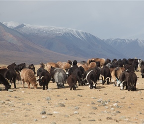 14.09.22-26-Herd-near-Khoton-Lake.jpg